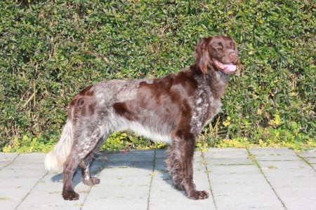 Amor von der Sonnenseite